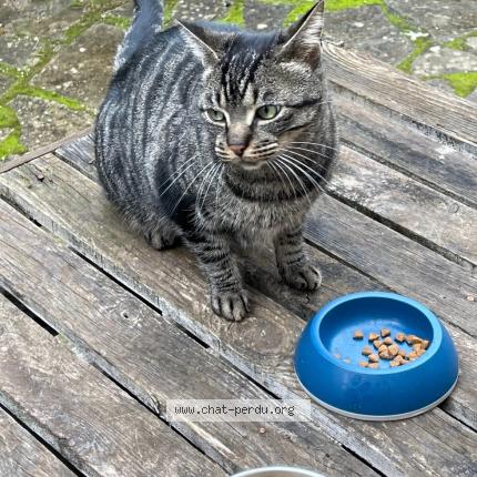 Photo 1/1 Found cat Found in Nimes courbessac