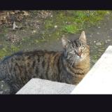 Picture of cat lost at Coulounieix Chamiers