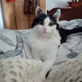 Picture of cat lost at Bussac Sur Charente