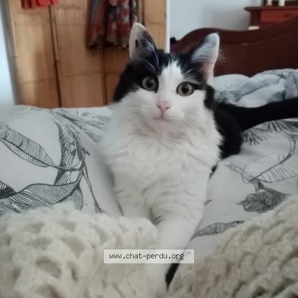 Photo 1/1 Hellie Chat lost in Bussac sur charente