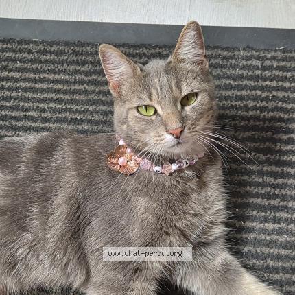 Photo 1/1 KAYLA Chat lost in Verac