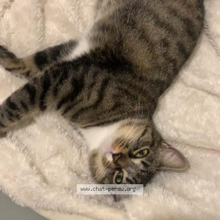 Photo 1/1 Lux Chat lost in Saint esteve