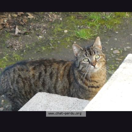 Photo 1/1 Milki Chat lost in Coulounieix chamiers