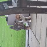 Picture of cat found at Port En Bessin Huppain