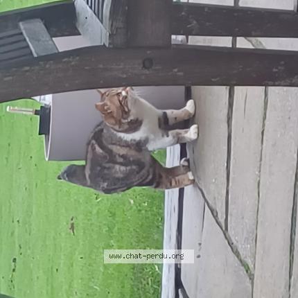 Photo 1/1 Found cat Found in Port en bessin huppain