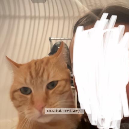 Photo 1/1 Chouchou Chat lost in Montauban