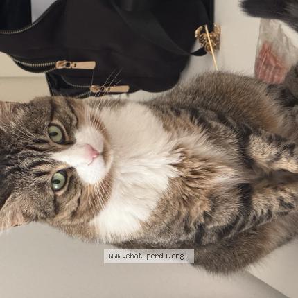 Foto 1/1 Wiedergefundene Katze Verloren in Yverdon Les Bains
