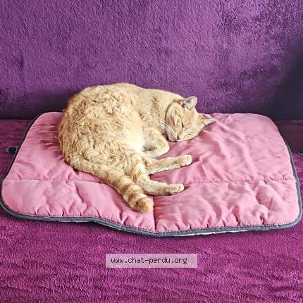 Photo 1/1 Roucou Chat lost in Toulon