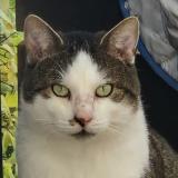 Picture of cat lost at Sindelfingen