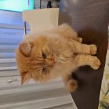 Picture of cat lost at St Prex