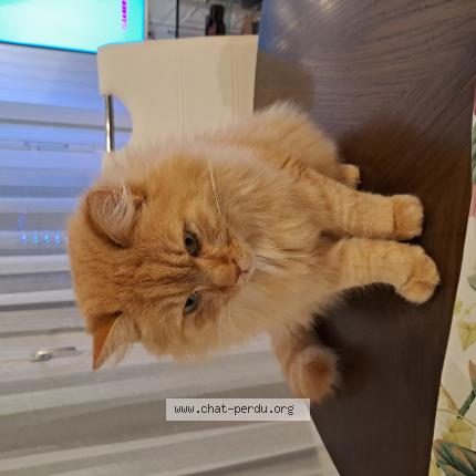 Photo 1/1 Pacha Chat lost in St prex