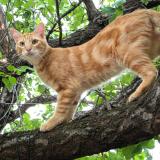 Picture of cat lost at Tornac