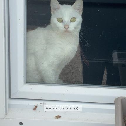 Photo 1/1 Zaya Chat lost in Nazelles negron