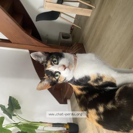 Photo 1/1 Maki Chat lost in Kervignac