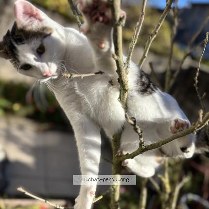 Photo 1/1 Pinceau Chat lost in Verdun