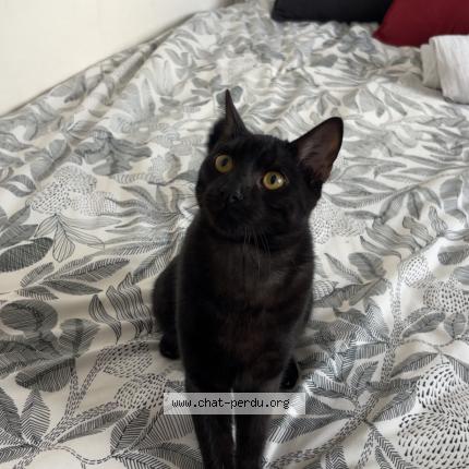 Photo 1/1 Booska Chat lost in Rive de gier