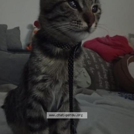 Photo 1/1 Summer Chat lost in Franconville la garenne