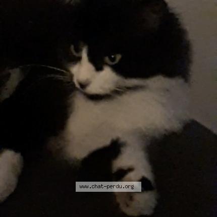 Photo 1/1 Riri Chat lost in Bruz