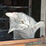 Picture of cat found at Vigneux Sur Seine