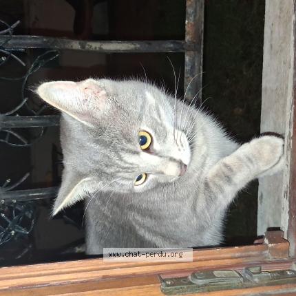 Photo 1/1 Found cat Found in Vigneux sur seine