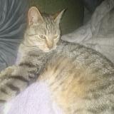 Picture of cat found at Elven