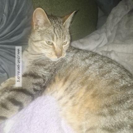 Photo 1/1 Found cat Found in Elven