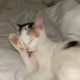 Picture of cat found at Strasbourg