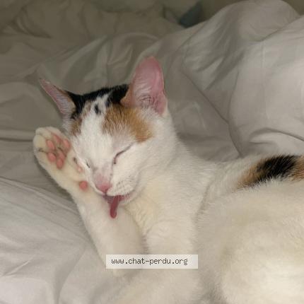 Photo 1/1 Found cat Found in Strasbourg