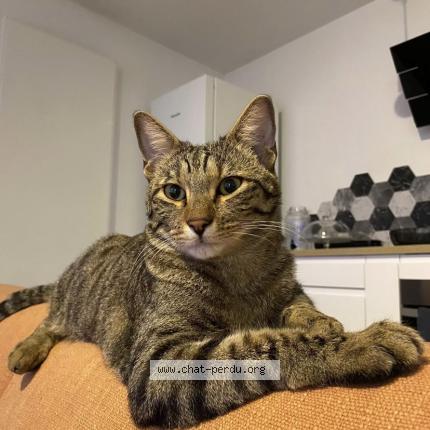 Photo 1/1 Tigrou Chat lost in Salon de provence