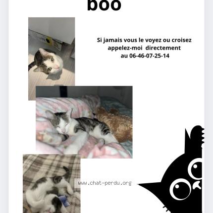 Photo 1/1 Boo Chat lost in Segonzac