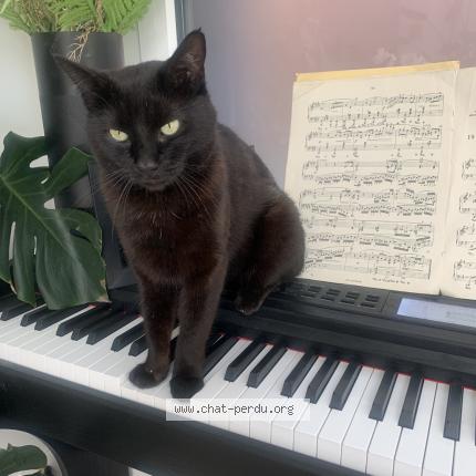 Photo 1/1 Sirius Chat lost in Wattignies