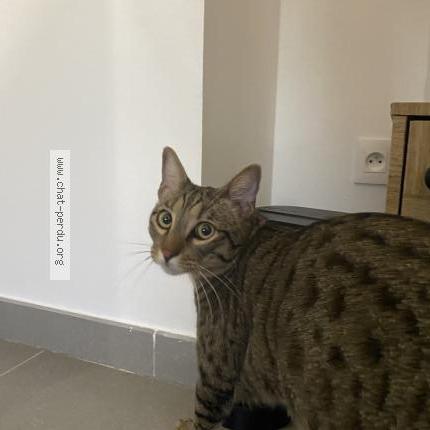 Photo 1/1 Tigrou Chat lost in Salon de provence