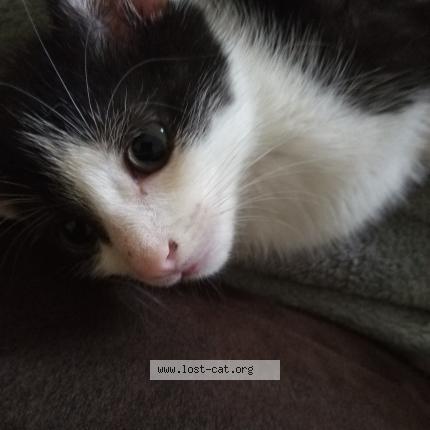 Photo 1/1 Kitty Kat Chat lost in Wendell