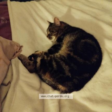 Photo 1/1 Mysti Chat lost in Le torp mesnil