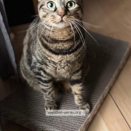 Photo 1/1 Jaia Chat lost in Pontault combault