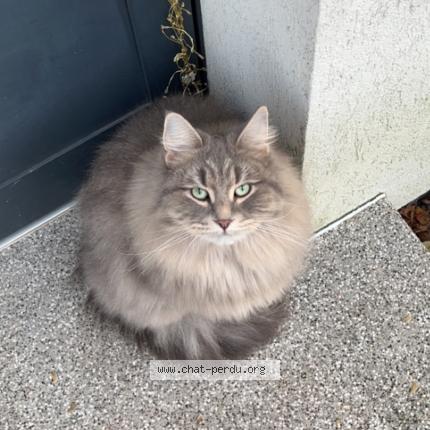 Photo 1/1 Tchiki Chat lost in Strasbourg