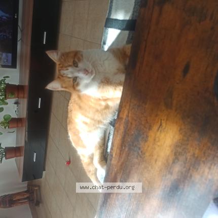 Photo 1/1 Found cat Found in Rochefort du gard