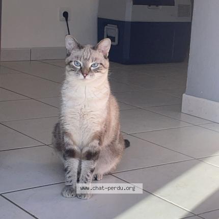 Photo 1/1 Vaiana Chat lost in Bois d amont