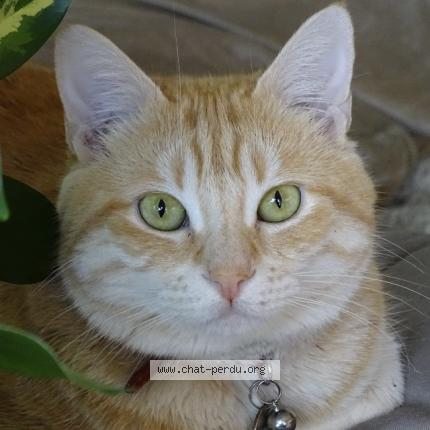 Photo 2/2 Sabbat chaton Chat lost in Vaulnaveys le haut