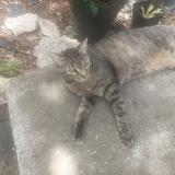 Picture of cat lost at Vivers