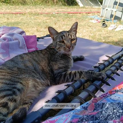 Photo 4/4 Taz Chat lost in Vivers