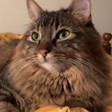 Picture of cat lost at Meysse