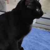 Picture of cat found at Salaise Sur Sanne