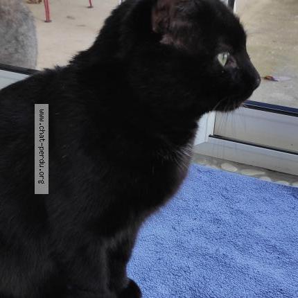 Photo 1/1 Found cat Found in Salaise sur sanne