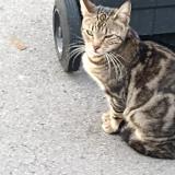 Picture of cat found at Bordeaux