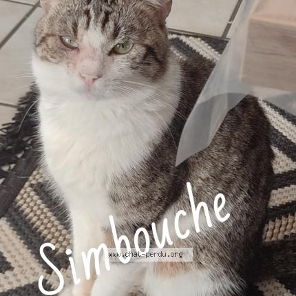 Photo 1/1 Simbouche Chat lost in Bourg les valence