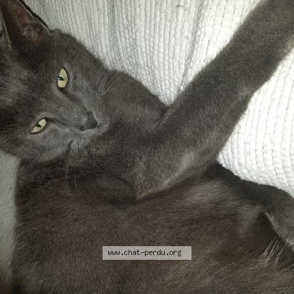 Photo 1/1 TiKY Chat lost in Blain