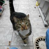 Picture of cat found at Croix