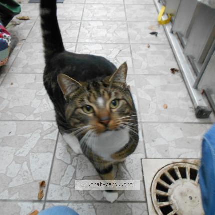 Photo 1/1 Found cat Found in Croix