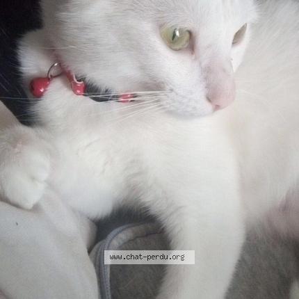 Photo 1/1 Marie Chat lost in Le pin en mauges